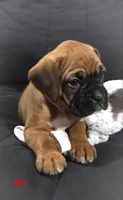 Akc Kia, a female Boxer for sale in Wooster, OH – 3 of 5