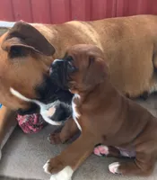  Akc Jackson, a male Boxer for sale in Wooster, OH – 2 of 8