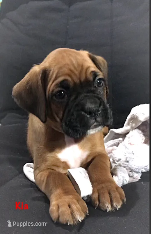 Akc Kia – Boxer puppy for sale in Wooster, OH