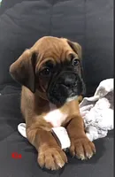 Akc Kia, a female Boxer for sale in Wooster, OH – 1 of 5
