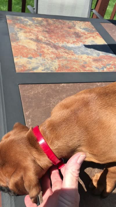Akc Kia, a female Boxer for sale in Wooster, OH – 8 of 10
