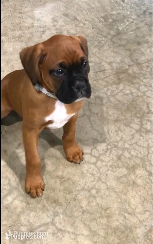Akc Kia – Boxer puppy for sale in Wooster, OH