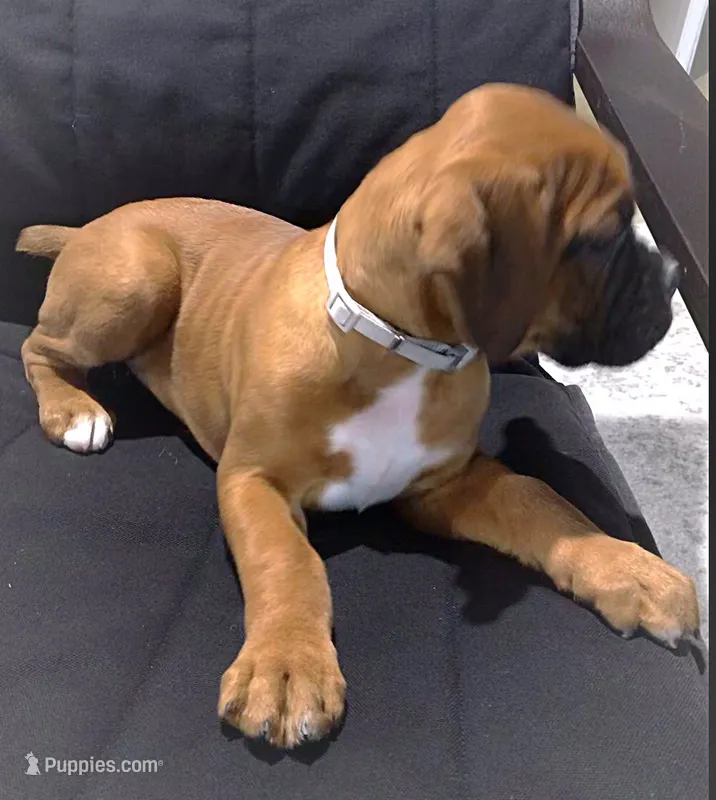 Akc Kia – Boxer puppy for sale in Wooster, OH