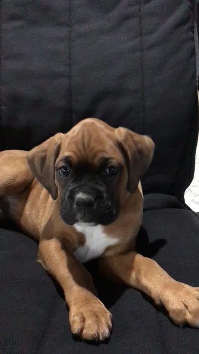 Akc Kia, a female Boxer for sale in Wooster, OH – 7 of 10