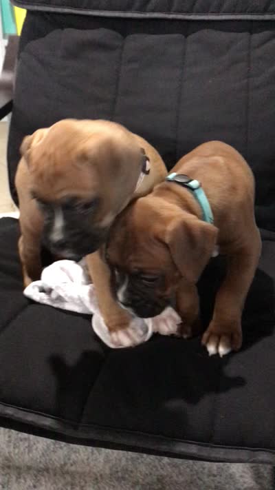 Maggie Akc, a female Boxer for sale in Wooster, OH – 4 of 5