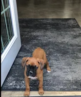 Akc Kia, a female Boxer for sale in Wooster, OH – 2 of 10