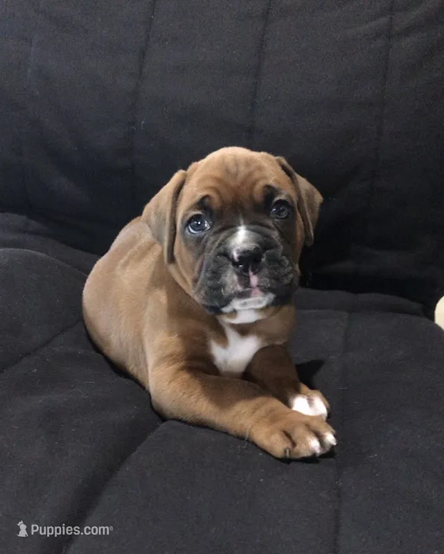  Akc Jackson, a male Boxer for sale in Wooster, OH – 1 of 8