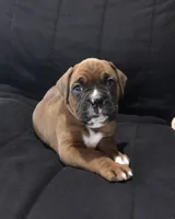  Akc Jackson, a male Boxer for sale in Wooster, OH – 1 of 8