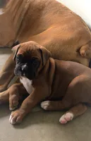  Akc Jackson, a male Boxer for sale in Wooster, OH – 8 of 8