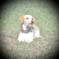 Diesel, a male Doxiepoo for sale in Ocala, FL – Photo 3 of 4