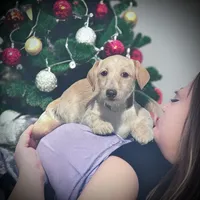 Diesel, a male Doxiepoo for sale in Ocala, FL – Photo 2 of 4