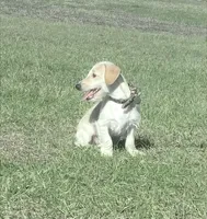 processed/252cf227-79ab-4f3d-8b62-f8f758b563db/listing/1e784b9d-ee37-47d2-b3e8-0aaa0c3bfda4/dacd493d-9ba4-4797-8076-ff570383e431