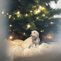 Dennis, a male Doxiepoo for sale in Ocala, FL – Photo 1 of 4