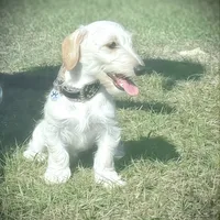 Dennis, a male Doxiepoo for sale in Ocala, FL – Photo 2 of 4