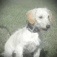 Dennis, a male Doxiepoo for sale in Ocala, FL – Photo 4 of 4