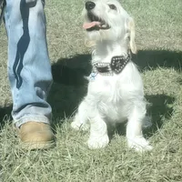 Dennis, a male Doxiepoo for sale in Ocala, FL – Photo 3 of 4