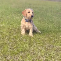 Daisy, a female Doxiepoo for sale in Ocala, FL – Photo 4 of 4