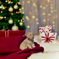 Daisy, a female Doxiepoo for sale in Ocala, FL – Photo 2 of 4