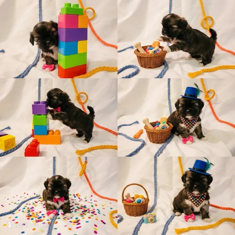 Pup Three  – Shih Tzu puppy for sale in Star, NC