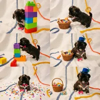 Pup Three , a female Shih Tzu for sale in Star, NC – 1 of 1