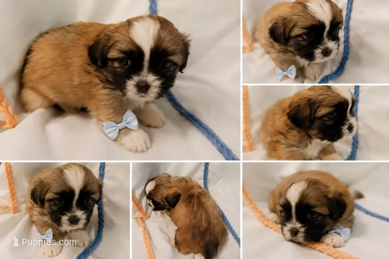 Pup Four – Shih Tzu puppy for sale in Star, NC