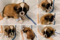 Pup Four, a male Shih Tzu for sale in Star, NC – 1 of 1