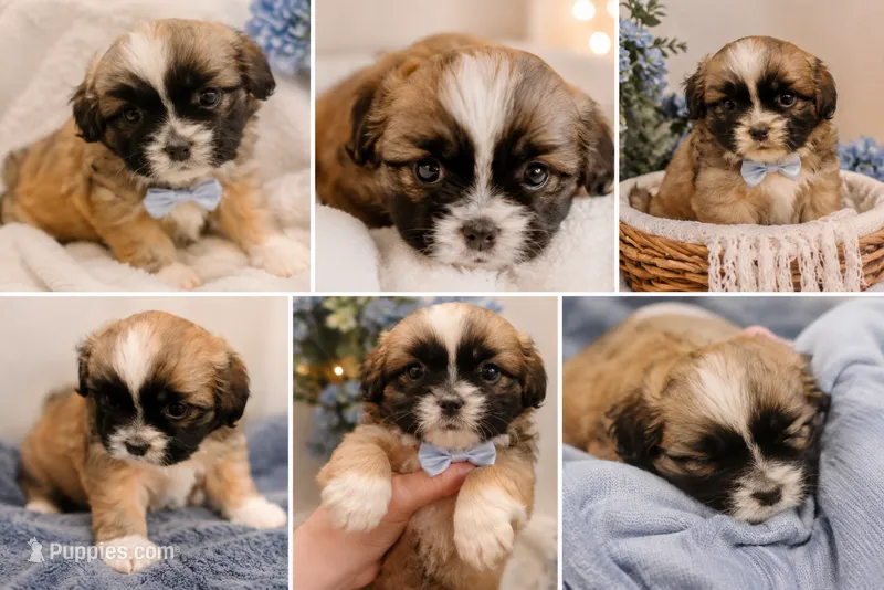 Big Boy Pup – Shih Tzu puppy for sale in Star, NC