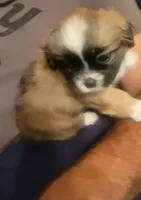 Big Boy Pup, a male Shih Tzu for sale in Star, NC – 2 of 3