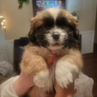 Big Boy Pup, a male Shih Tzu for sale in Star, NC – 3 of 3