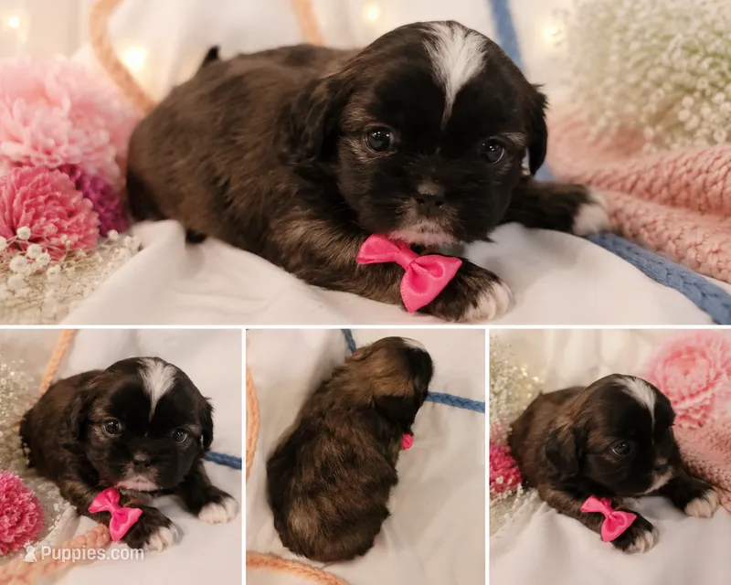 Pup Two  – Shih Tzu puppy for sale in Star, NC