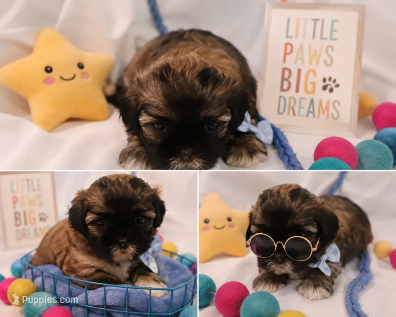 Pup Five  – Shih Tzu puppy for sale in Star, NC