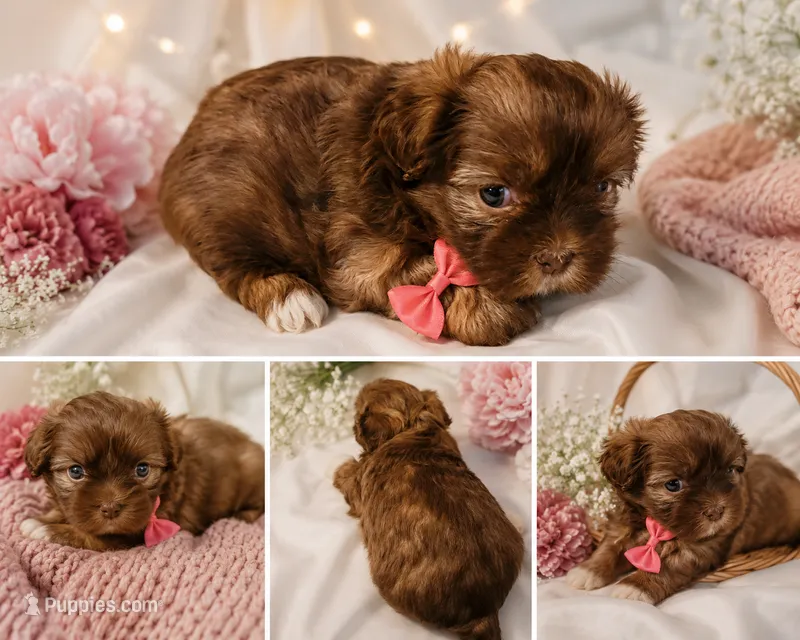 Pup One  – Shih Tzu puppy for sale in Star, NC
