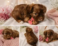 Pup One , a female Shih Tzu for sale in Star, NC – 1 of 1