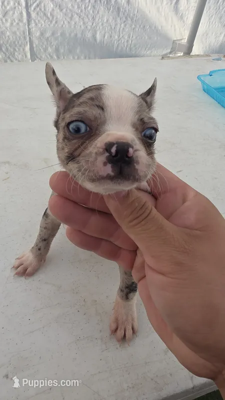 Chickylin – Boston Terrier, French Bulldog puppy for sale in Whittier, CA