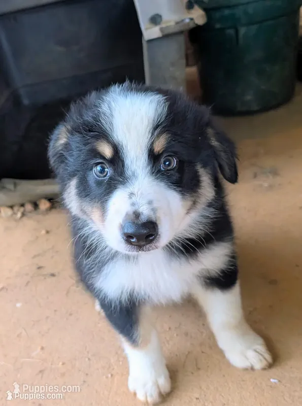 Woody  – Australian Shepherd puppy for sale in Wetumpka, AL