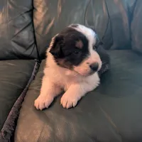 Jasmine, a female Australian Shepherd for sale in Wetumpka, AL – Photo 3 of 4