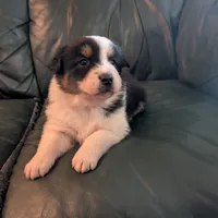 Jasmine, a female Australian Shepherd for sale in Wetumpka, AL – Photo 4 of 4