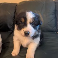 Jasmine, a female Australian Shepherd for sale in Wetumpka, AL – Photo 1 of 4
