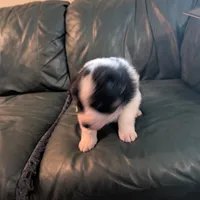 Jasmine, a female Australian Shepherd for sale in Wetumpka, AL – Photo 2 of 4