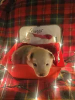 Ginger, a female Australian Shepherd for sale in Wetumpka, AL – Photo 9 of 9