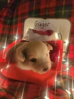 Ginger, a female Australian Shepherd for sale in Wetumpka, AL – Photo 2 of 9