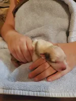 Ginger, a female Australian Shepherd for sale in Wetumpka, AL – Photo 5 of 9