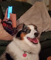 Ginger, a female Australian Shepherd for sale in Wetumpka, AL – Photo 7 of 9