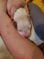 Ginger, a female Australian Shepherd for sale in Wetumpka, AL – Photo 6 of 9