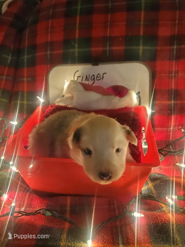 Ginger, a female Australian Shepherd for sale in Wetumpka, AL – Photo 1 of 9