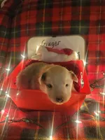 Ginger, a female Australian Shepherd for sale in Wetumpka, AL – Photo 1 of 9