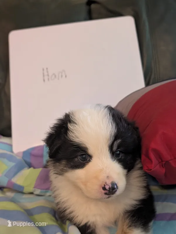 Ham  – Australian Shepherd puppy for sale in Wetumpka, AL