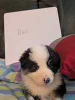 Ham , a male Australian Shepherd for sale in Wetumpka, AL – 1 of 1