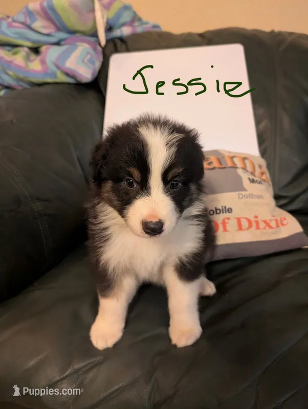 Jessie  – Australian Shepherd puppy for sale in Wetumpka, AL