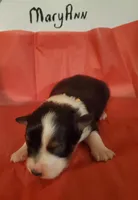 Mary Ann, a female Australian Shepherd for sale in Wetumpka, AL – Photo 5 of 9